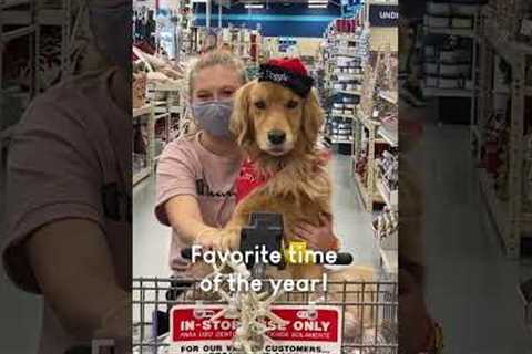 Golden Retriever Helps with Holiday Shopping!