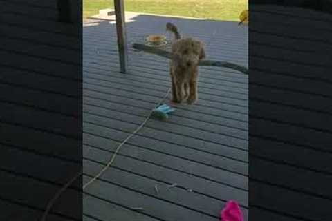 Dog Gets Stuck in the Doorway Trying to Fetch Stick Inside