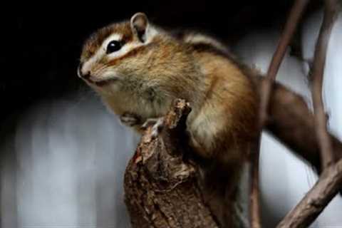 Forest chipmunks - With Owl Guardian Keeping Watch -  December 16, 2021