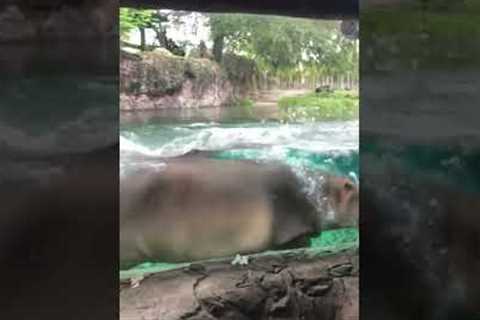 Hippo Follows Trainer #shorts