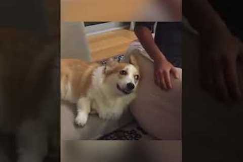 Dog Poking Pet Parent  For Belly Rubs