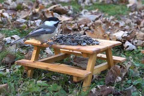 10 hours - A picnic set for Chickadees, Jays, Juncos and Squirrels - December 17, 2021