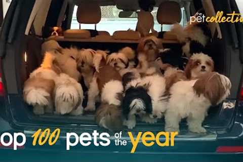 Best Pets of the Year 2021 (Top 100)