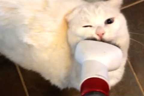 Vacuums Make Cats Ridiculous | Funny Pet Videos