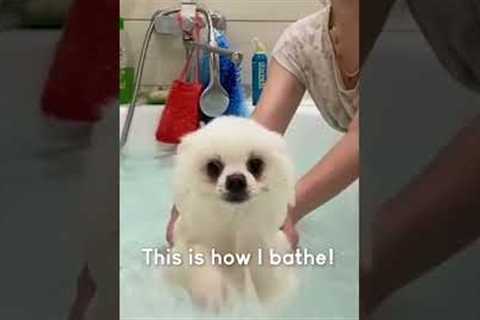 Adorable dog Splashes Happily in the Bathtub