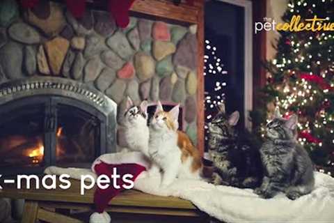 X-Mas Pets