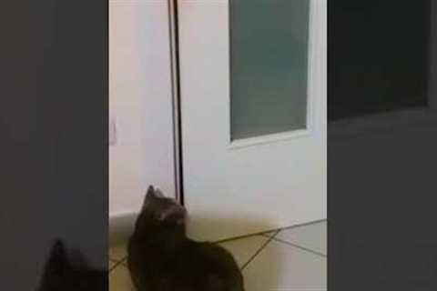 Cat Sneaks and Opens Door for Cat Friends!