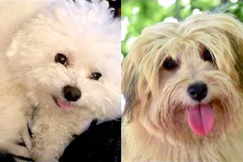 Who Wins: Bichon vs Havanese