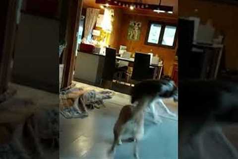 Dog's Interesting Attack Move #shorts