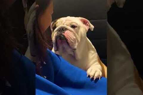 Bulldog Apologizes To Girl For Chewing Her Slipper