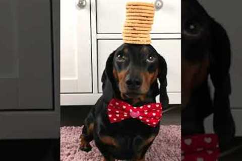 Adorable Dachshund  Balances Holiday Cookies on Head!