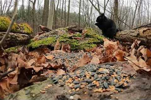 Squirrels Feeding During Forest Snowfall - December 21, 2021