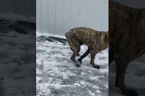 Big Dog LOVES The Snow!