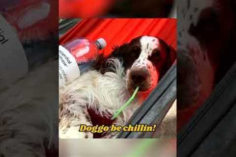 Dog Chills in Hammock!