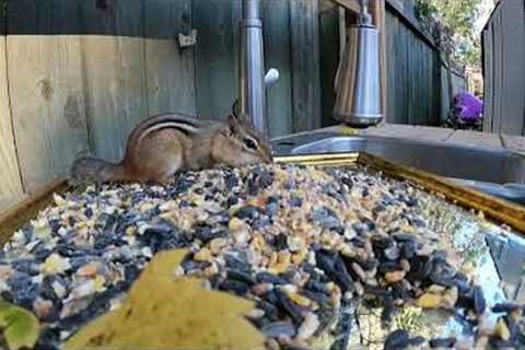 Backyard Chipmunks and Squirrels at the Mud Kitchen - 8 Hours - December 23, 2021