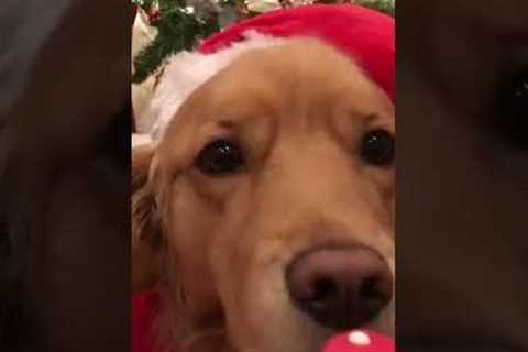 Santa Dog Enjoys a Christmas Cookie!