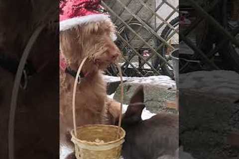 Cute Dog Feeds Rabbits a Christmas Feast!