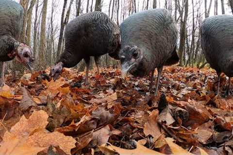 10 Hours -  Forest Turkeys Enjoying Christmas Eve Family Feast - December 24, 2021