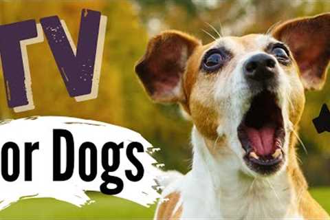 TV for Dogs | ? DOG BARKING- REAL BARKING SOUNDS ?|Dog Entertainment | Videos for Dogs To Watch