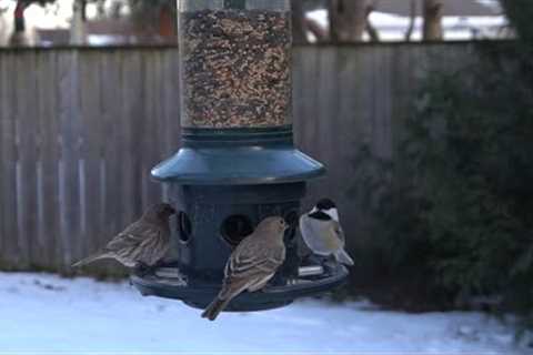 Boxing Day Birds - 10 Hour Hanging Feeder - Dec 26, 2021