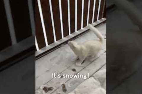 Cat Jumps Around In Excitement On Witnessing Snow