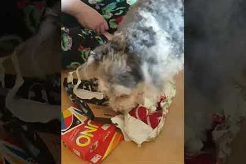 Adorable Puppy Opens Christmas Present!