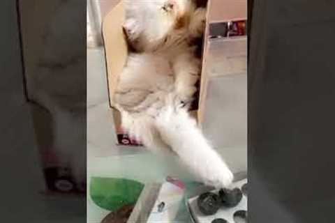 Cat Sleeps In A Box #shorts