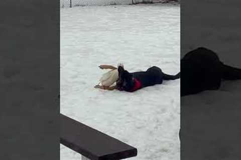 Duck & Dog Become Best Friends in the Snow!