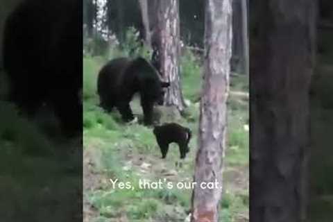 Incredible Cat VS. Bear In The Woods!