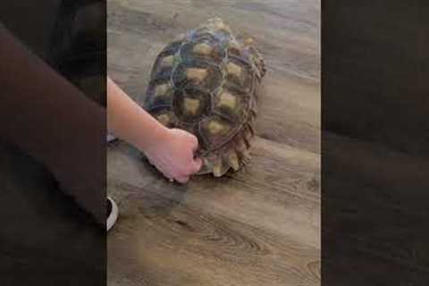 Turtles Likes Scratchies #shorts