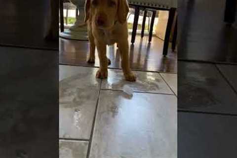 Adorable Puppy VS. Ice Cube!