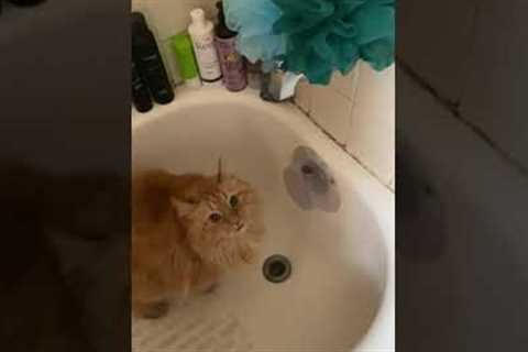 Cat Turns On Shower #shorts