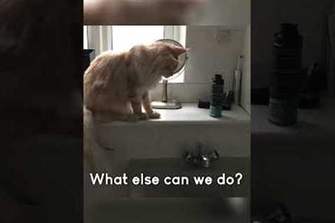 Funny Cat Acts Like a Total Jerk!