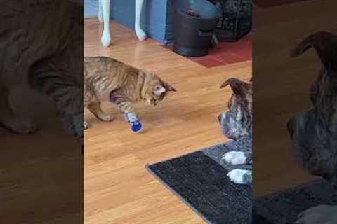 Dog Helps Cute Kitten with Their Mittens!