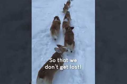 Corgi Puppies March on Snowy Forest Path!