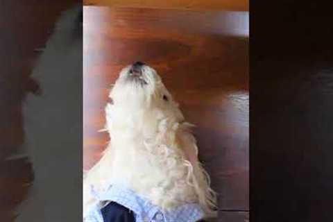 Dog Sings Along with Piano Player