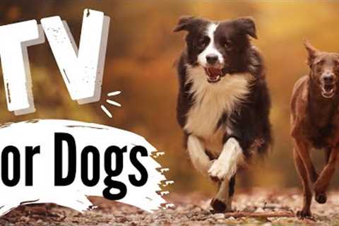 TV for Dogs | ??‍♀️?RUNNING DOGS?‍? |Dog Entertainment | Videos for Dogs To Watch