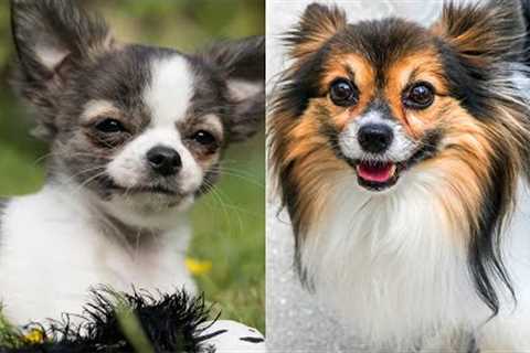 WHO WINS: Chihuahua vs Papillon