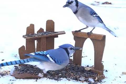 Birds and Squirrels Playing in the Snow - 10 Hours - Jan 01, 2022