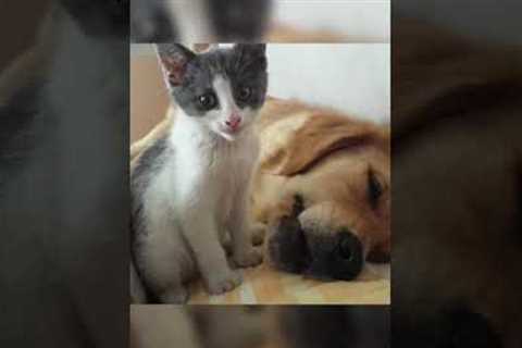 Kitten Playfully Bites Sleeping Dog