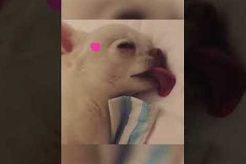 Sleepy Chihuahua Licks Bed Before Going off to Sleep