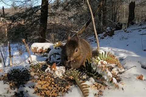 Sunday Morning Brunch for Forest Squirrels - 10 Hours - Jan 02, 2022