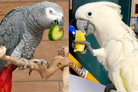 Who Wins: African Gray Parrot vs Umbrella Cockatoo