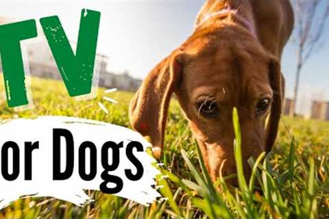 TV for Dogs | ?DOGS SNIFFING?? |Dog Entertainment | Videos for Dogs To Watch