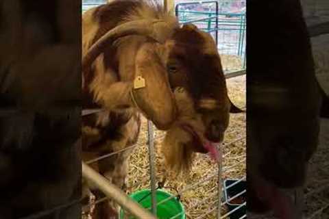 Goat Makes Weird Noise While Screaming