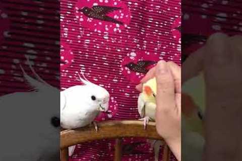 Cute Birds Squabble Over Pets!