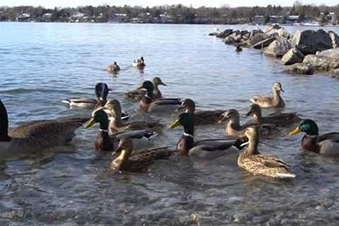 Ducks, Geese and Seagulls - 10 Hours of Water Birds - Jan 5, 2022