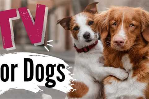 TV for Dogs |? DOGS IN THE CITY ?|Dog Entertainment | Videos for Dogs To Watch