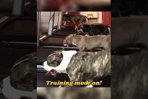 Dogs Run on Treadmills!