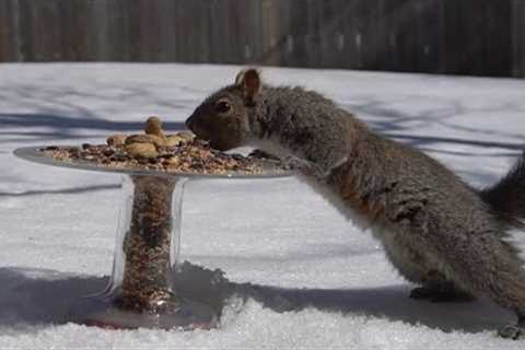 Backyard Birds and Squirrels in the Snow - 10 Hours - Jan 6, 2022